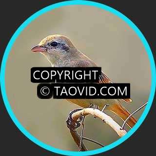 Isabelline Shrike – Bird Sound