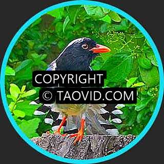 Red-billed Blue Magpie – Bird Sound