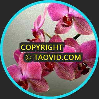 Orchid Flowers with Relaxing Piano Music