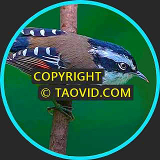Red-tailed Minla – Bird Sound
